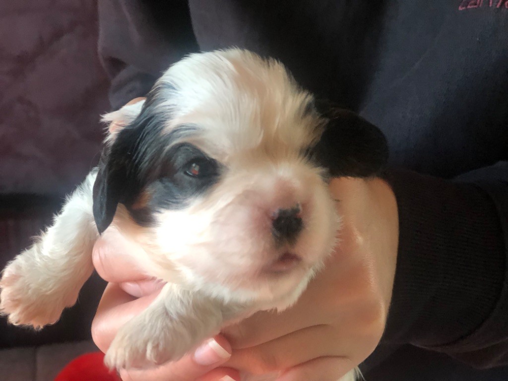 Des Cascades De Jade - Chiot disponible  - Cavalier King Charles Spaniel