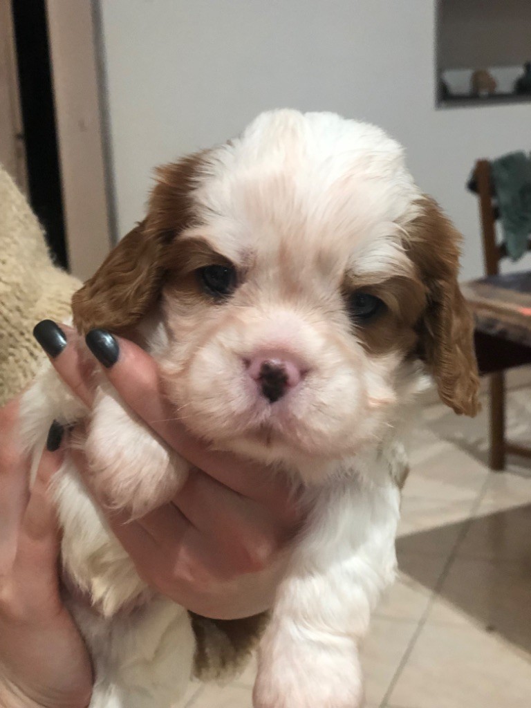 Des Cascades De Jade - Chiot disponible  - Cavalier King Charles Spaniel