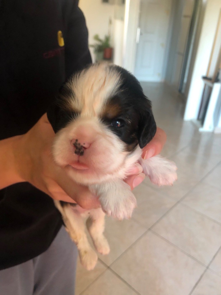 Des Cascades De Jade - Chiot disponible  - Cavalier King Charles Spaniel