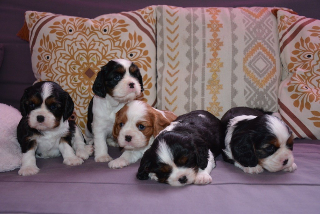 chiot Cavalier King Charles Spaniel Des Cascades De Jade