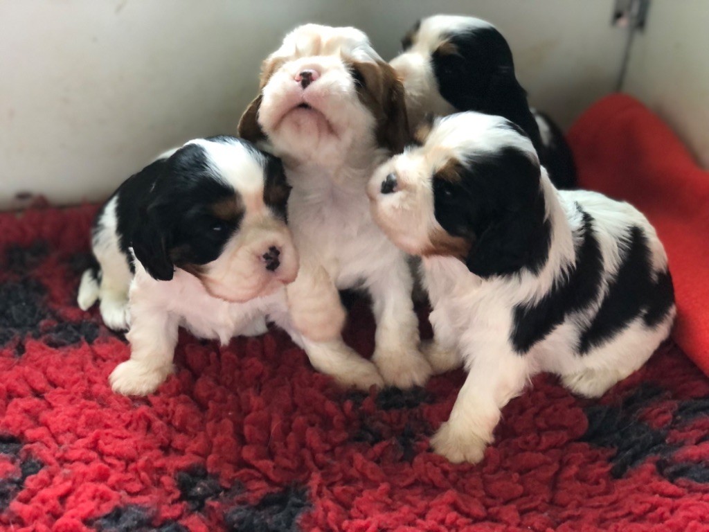 chiot Cavalier King Charles Spaniel Des Cascades De Jade