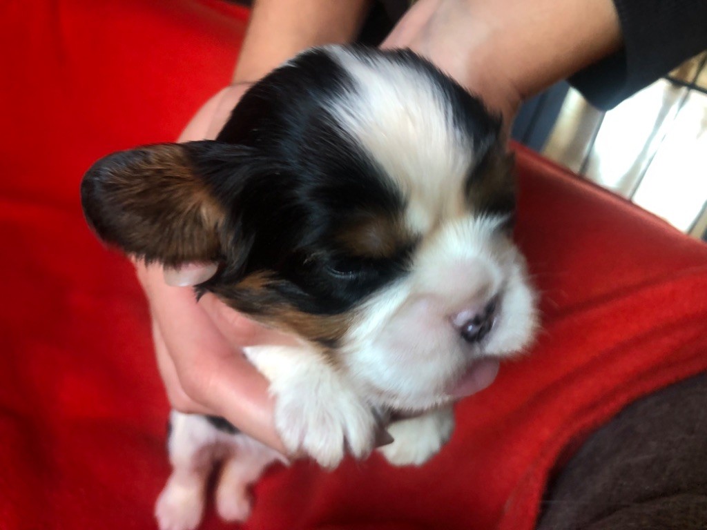 Des Cascades De Jade - Chiot disponible  - Cavalier King Charles Spaniel