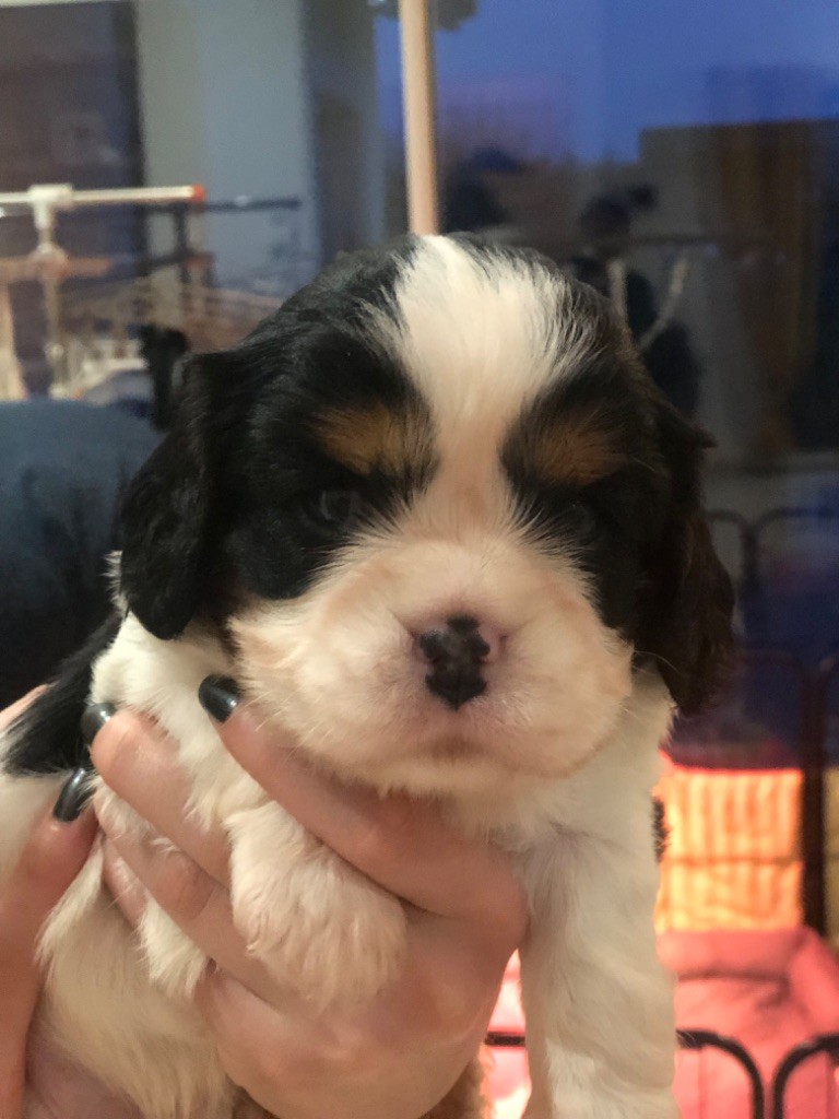 Des Cascades De Jade - Chiot disponible  - Cavalier King Charles Spaniel