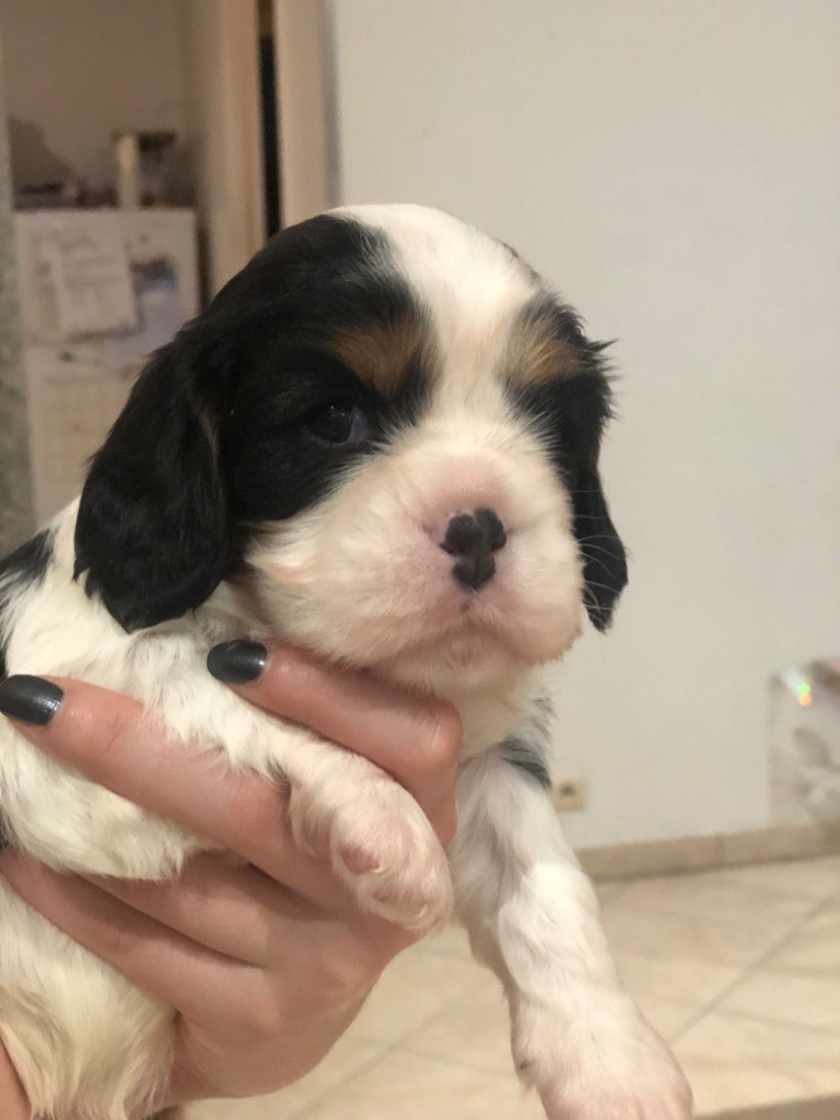 Des Cascades De Jade - Chiot disponible  - Cavalier King Charles Spaniel