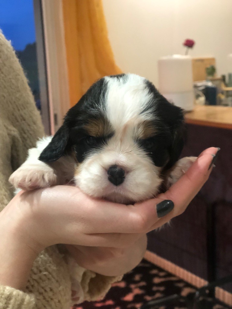 Des Cascades De Jade - Chiot disponible  - Cavalier King Charles Spaniel