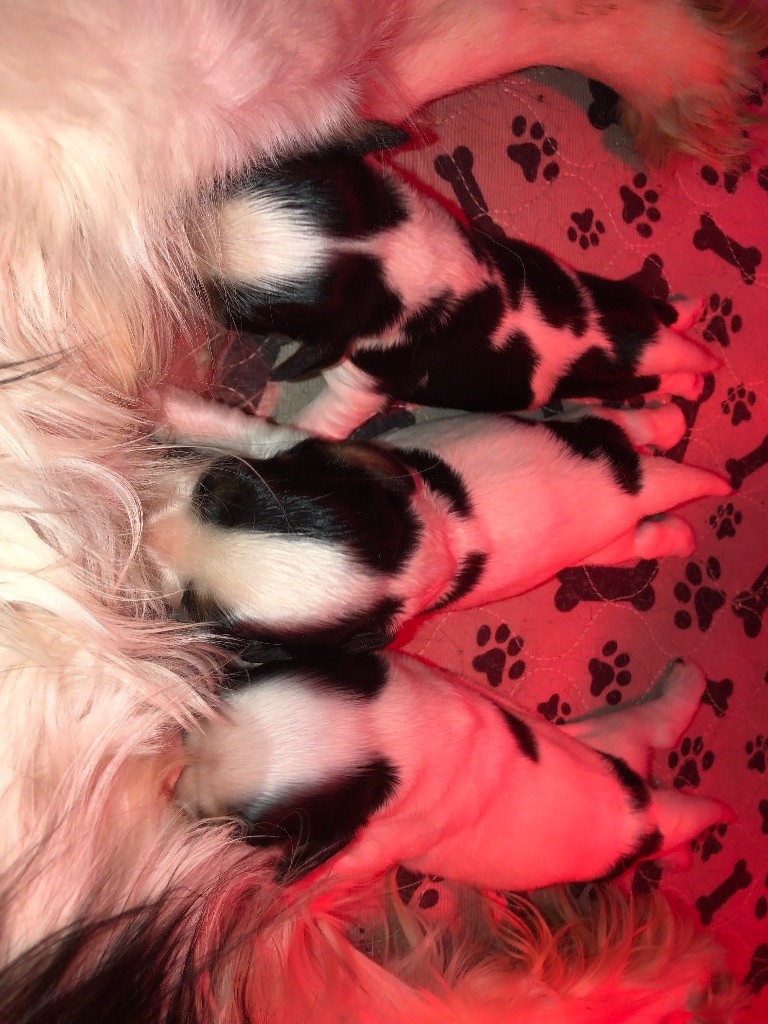 Des Cascades De Jade - Cavalier King Charles Spaniel - Portée née le 02/02/2024