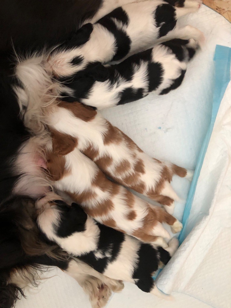 Des Cascades De Jade - Cavalier King Charles Spaniel - Portée née le 12/05/2023