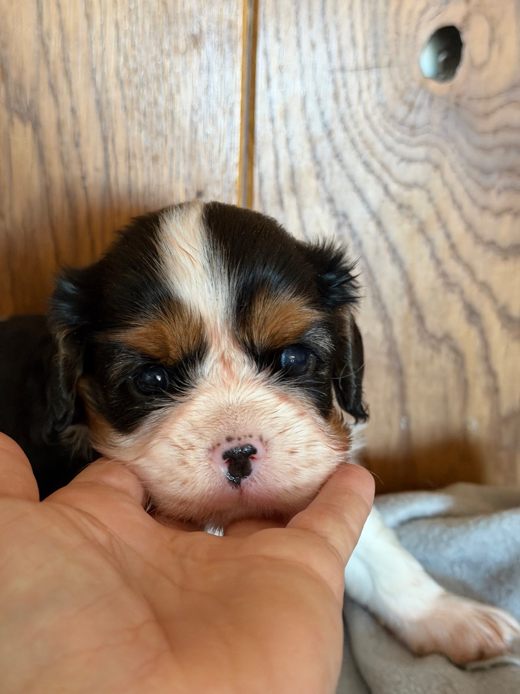 Des Cascades De Jade - Chiots disponibles - Cavalier King Charles Spaniel