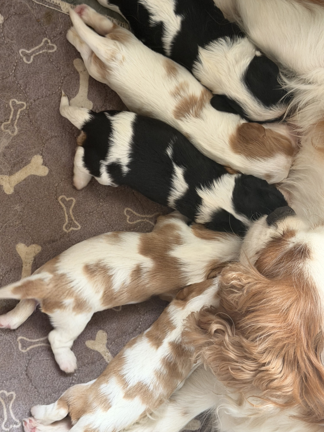 Chiot Cavalier King Charles Spaniel Des Cascades De Jade