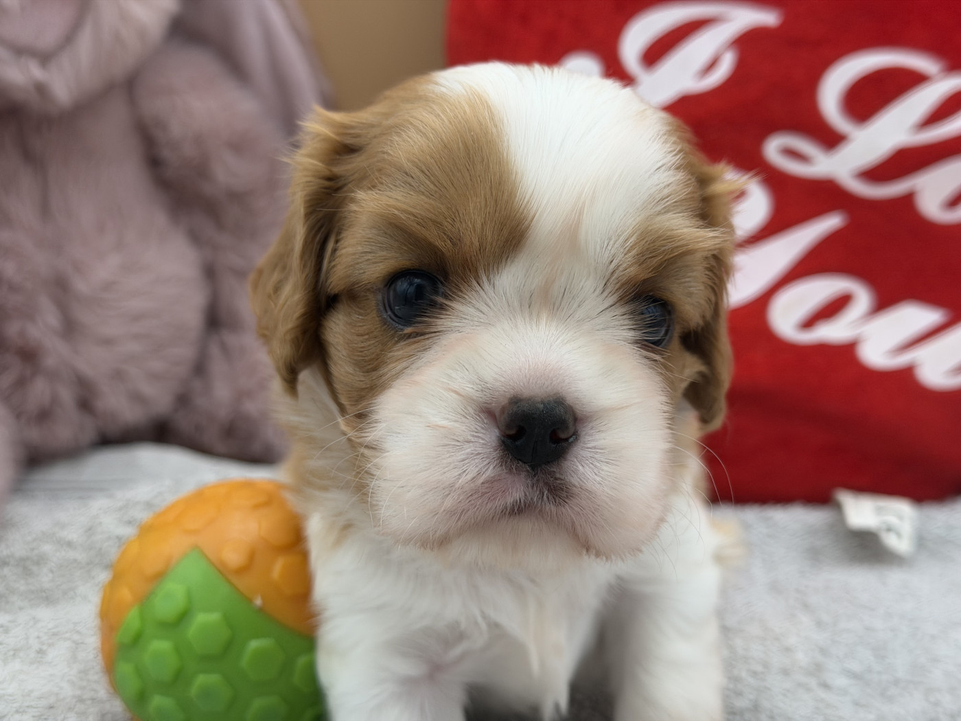 Des Cascades De Jade - Chiots disponibles - Cavalier King Charles Spaniel