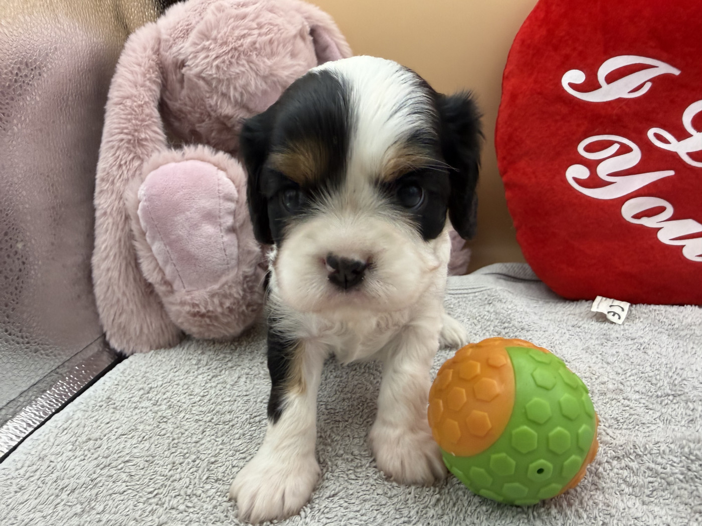 Des Cascades De Jade - Chiots disponibles - Cavalier King Charles Spaniel