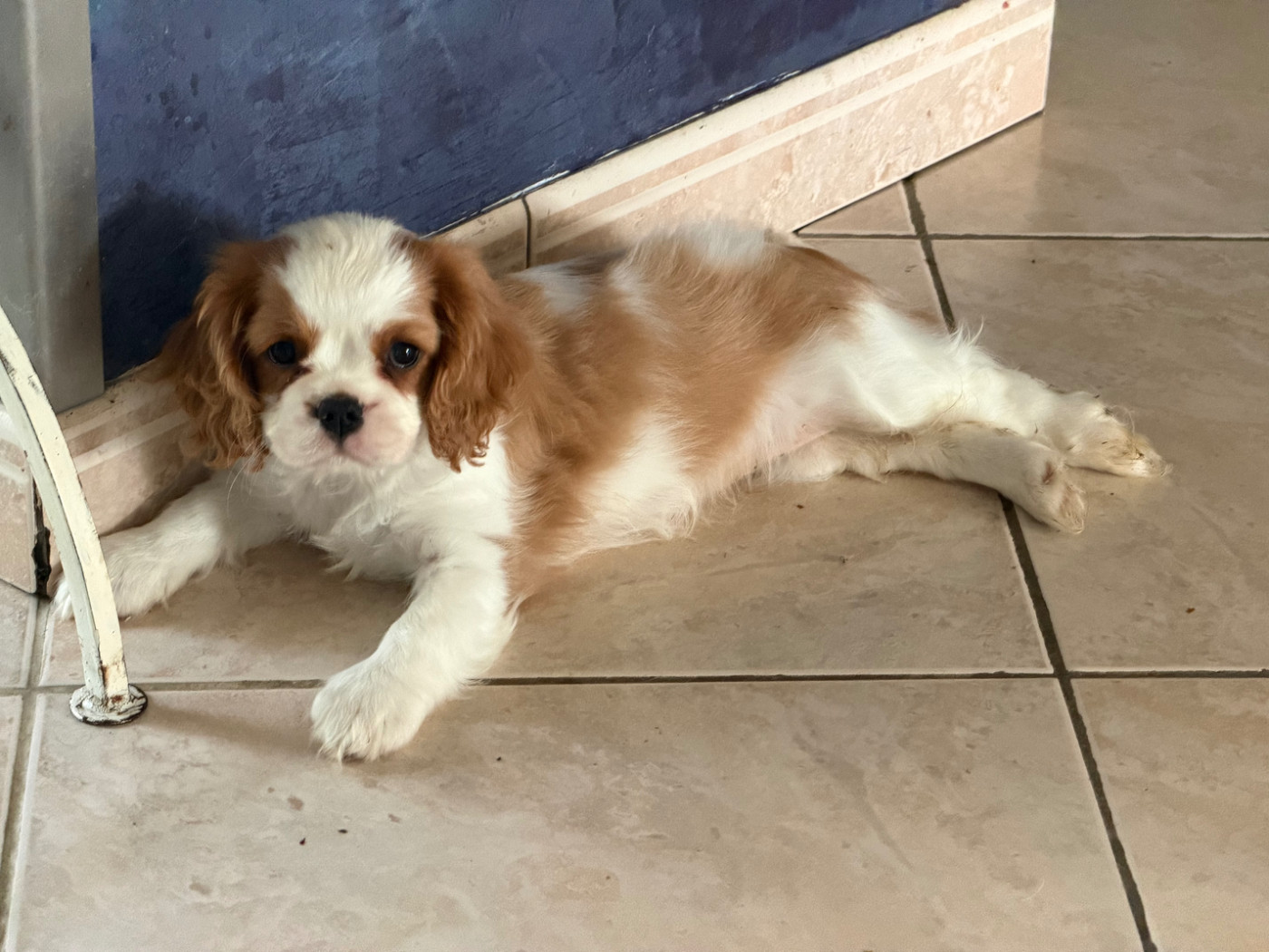 Des Cascades De Jade - Chiots disponibles - Cavalier King Charles Spaniel