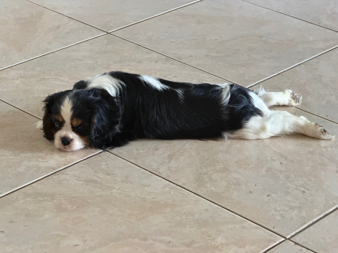 Des Cascades De Jade - Chiots disponibles - Cavalier King Charles Spaniel