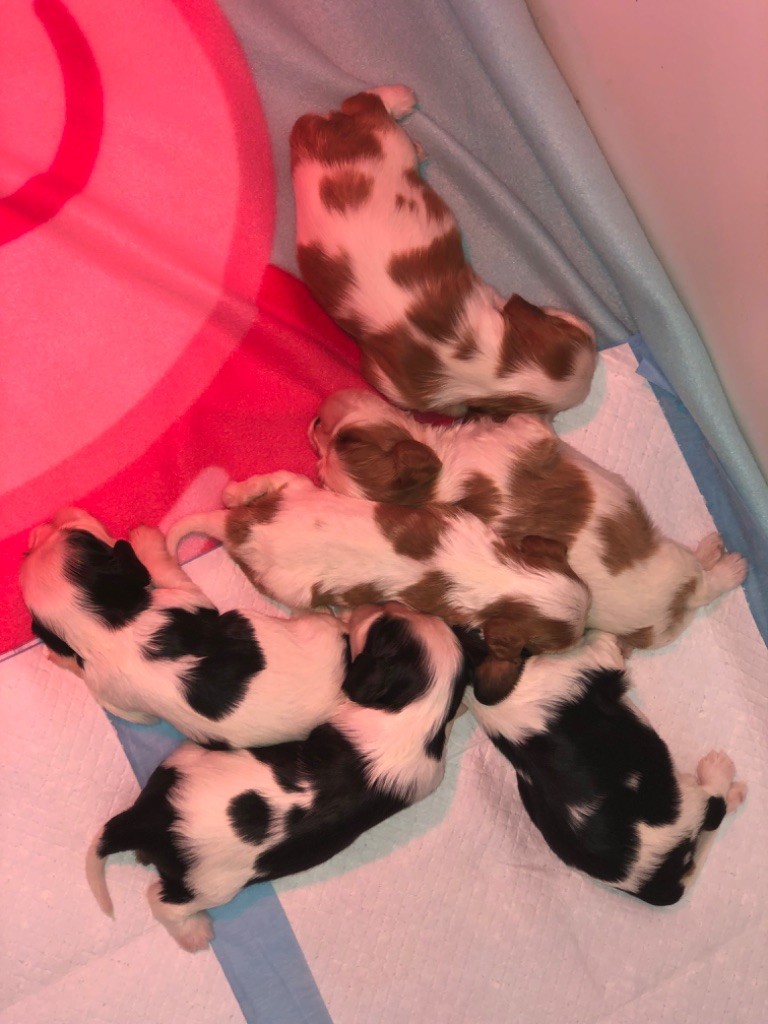 Des Cascades De Jade - Cavalier King Charles Spaniel - Portée née le 15/12/2023