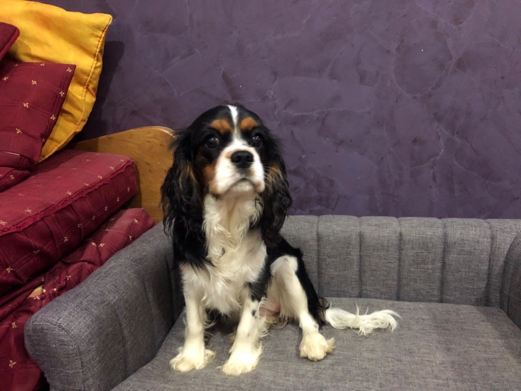 Chiot Cavalier King Charles Spaniel Des Cascades De Jade