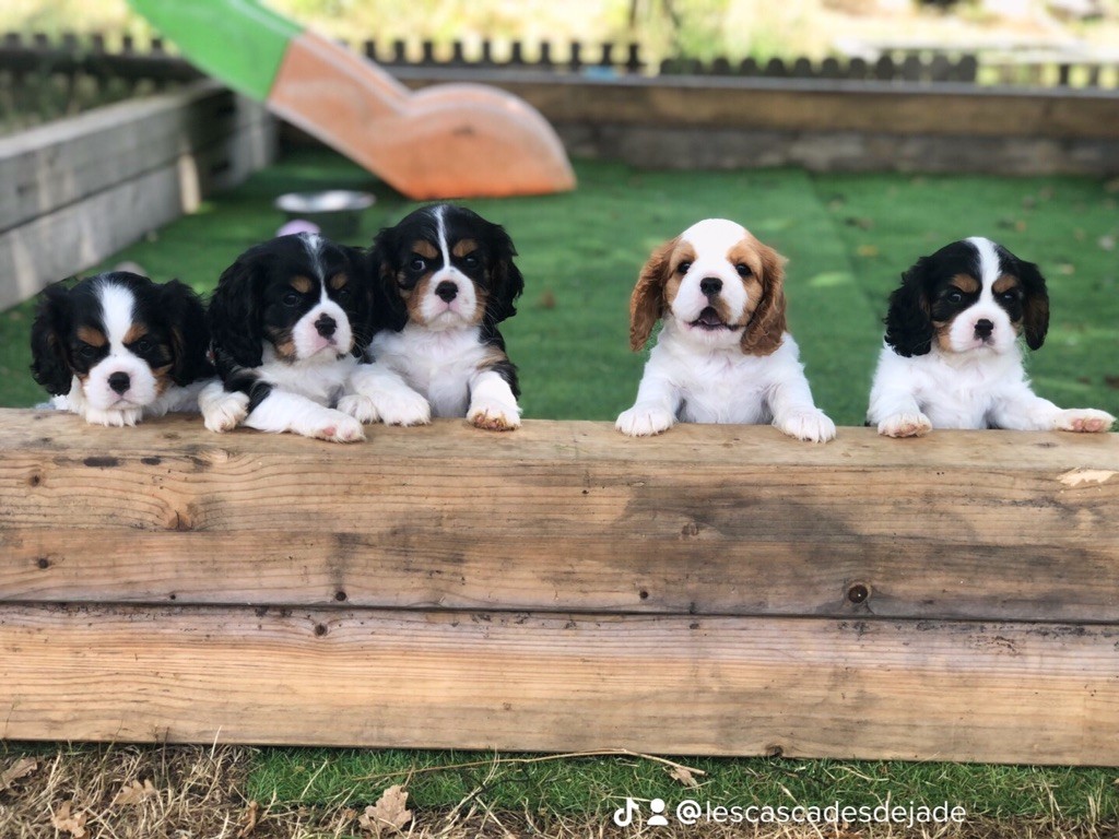 Des Cascades De Jade - Cavalier King Charles Spaniel - Portée née le 29/06/2022